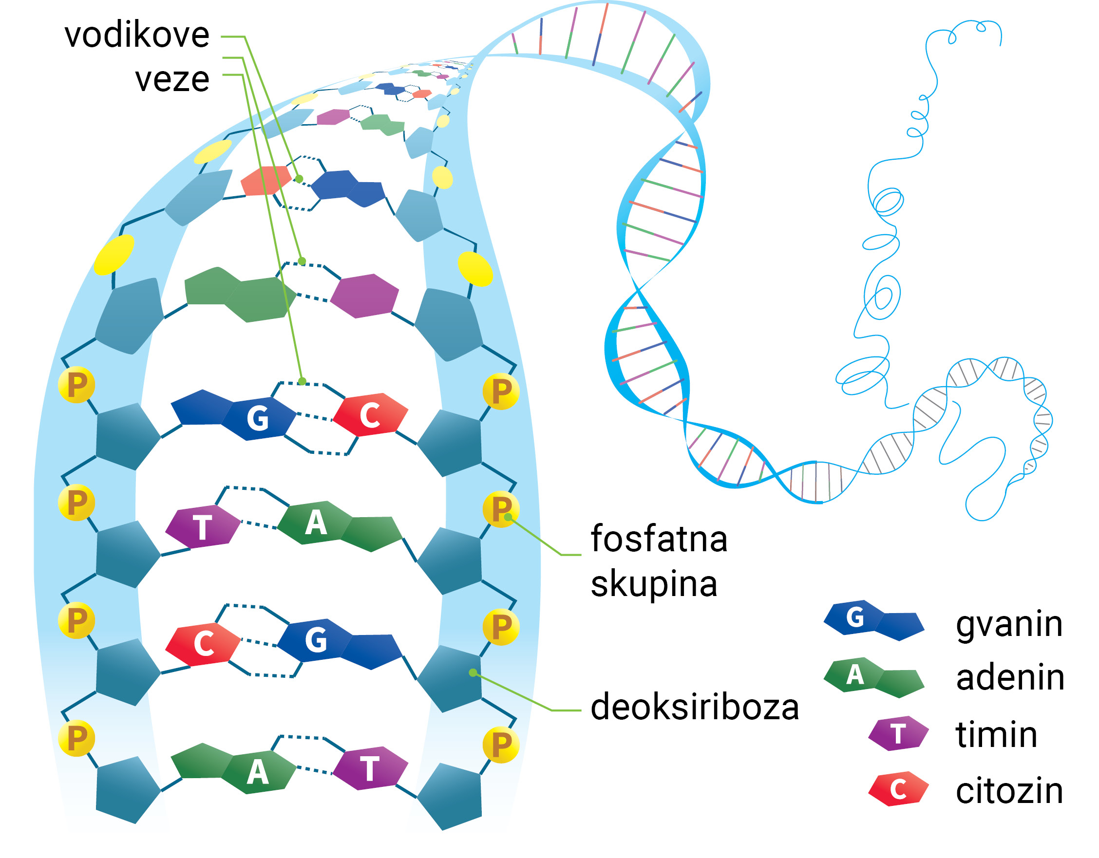 Na fotografiji je prikazana skica molekule DNA kao sastavnog dijela kromosoma. Naglašene su veze susjednih nukleotida oba polinukleotidna lanca i označene su- fosfatna skupina. Dušikove baze unutar polinukleotidnih lanaca označene su slovima i različitim bojama (Gvanin=G, plava, Adenin=A, zelena, Timin=T, ljubičasta, Citozin=C, crveno). Šećerne osnove (deoksiriboza) nukleotida su označene. Nasuprotni komplementarni lanci spojeni su vodikovim vezama.