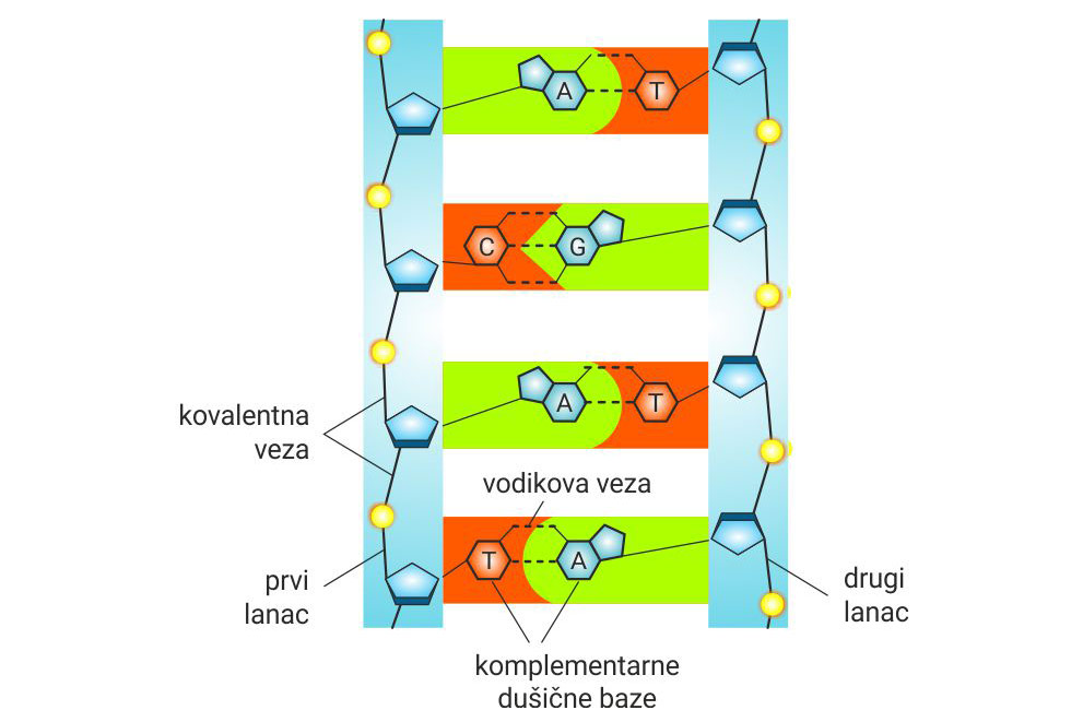 Povezivanje nukleotida unutar lanca i baza između lanaca DNA