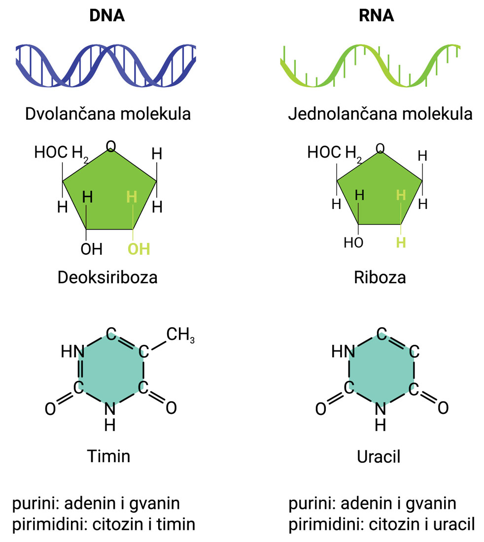 Usporedba molekula DNA i RNA