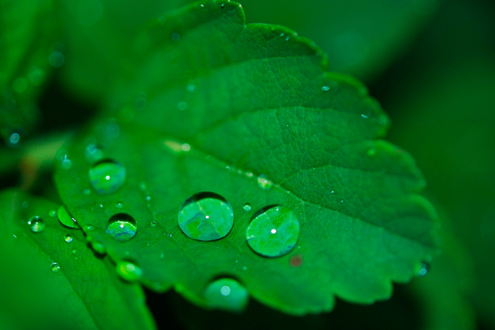 Fotografija prikazuje zeleni list na kojem se nalazi pet velikih kapljica vode.