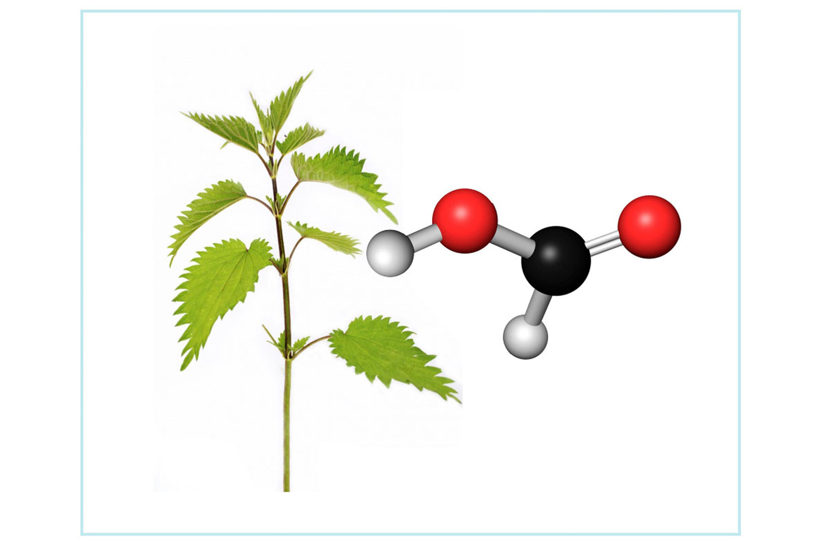 Fotografija prikazuje zelenu stabljiku koprive. Pored koprive je prikazana strukturna formula mravlje kiseline u koprivi.