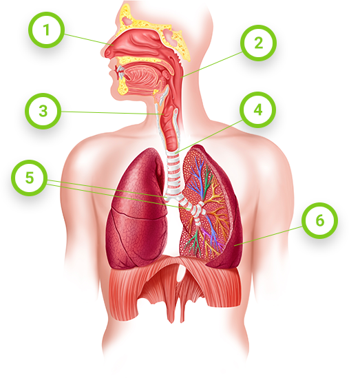 Zanimljivosti o disanju