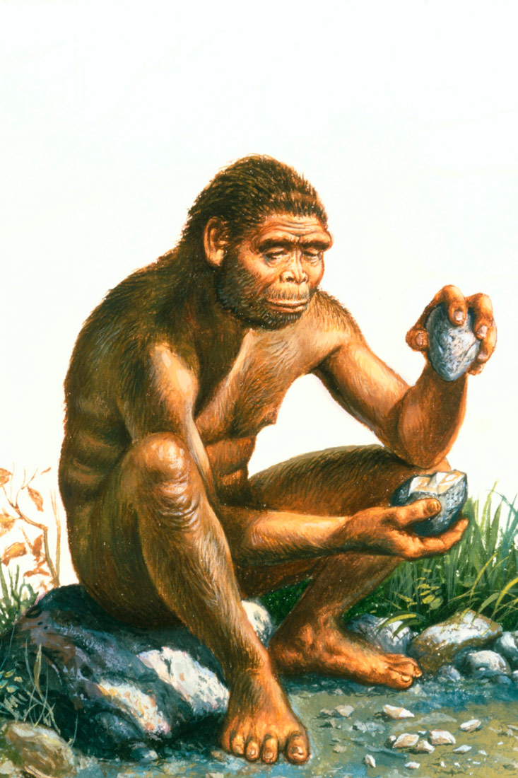 Homo habilis sjedi na kamenu. Tijelo mu je prekriveno dlakama. U svakoj ruci drži po kamen.