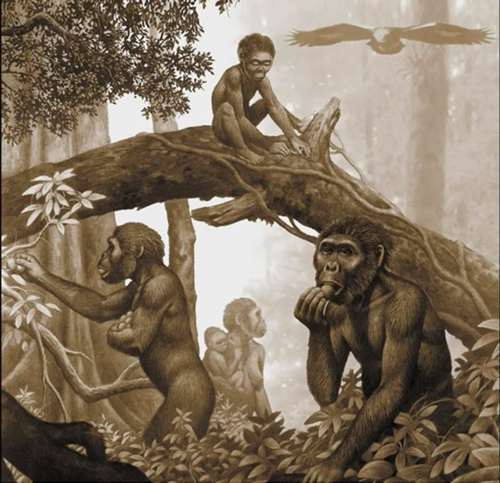 Na slici je prikazana skupina od petero Australopiteka. Dvojica skupljaju plodove s niskog drveća, jedan mlađi Australopitek sjedi iznad njih na deblu srušenog drveta. Malo iza njih se nalazi žena koja u naručju drži mladunče. Iznad svih njih leti ptica koja sliči na orla.