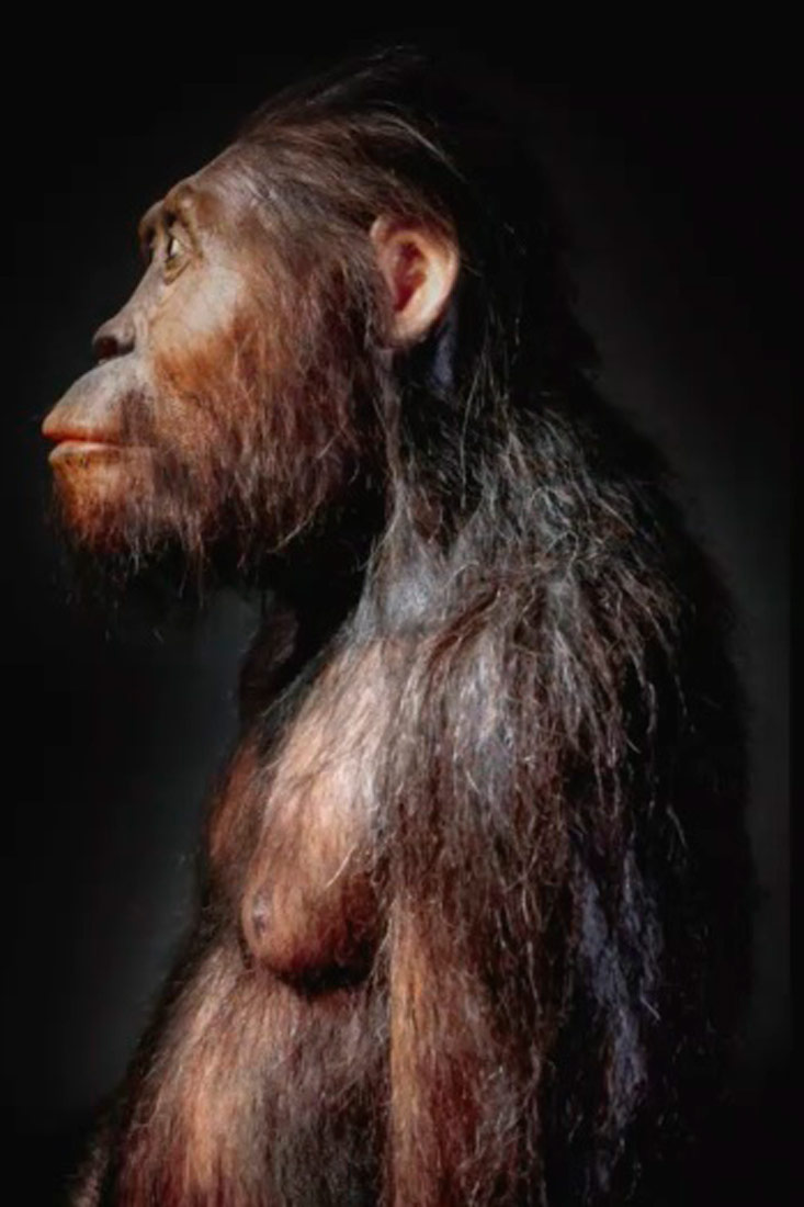 Na slici je prikazan Australopithecus iz profila. Tijelo mu je prekriveno dlakama i izgledom podsjeća na čovjekolikog majmuna.