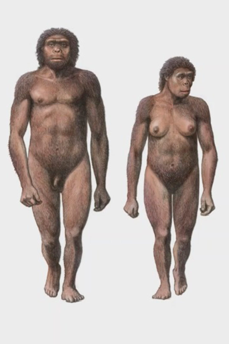 Na slici su odnaprijed prikazani uspravni žena i muškarac Homo habilisa. Tijela su im prekrivena dlakama. Čelo im je nisko, a nos širok.