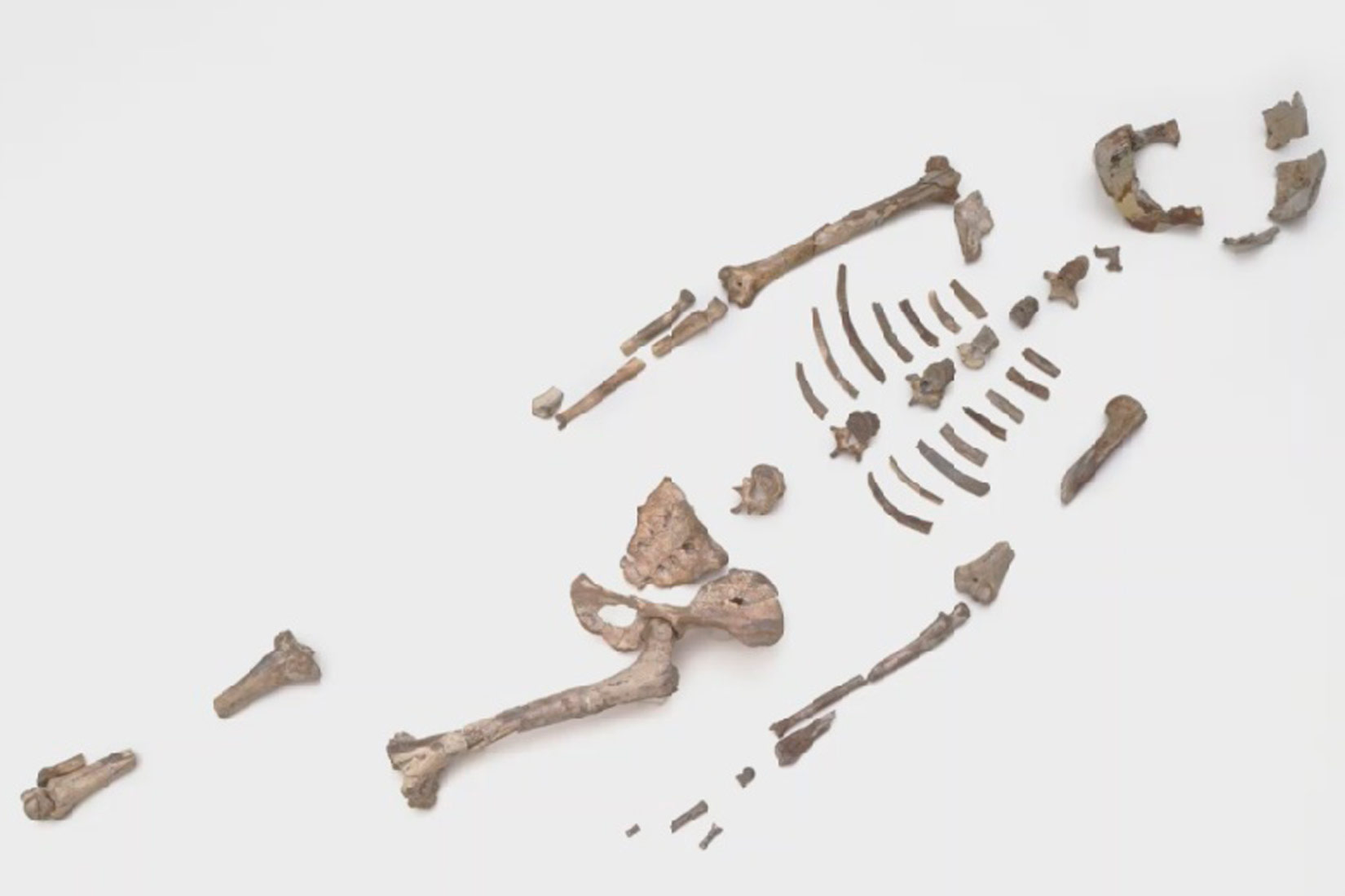 Na slici su prikazani fosilni ostaci rebara, zdjelice, kralježnice te dijelovi gornjih i donjih udova.