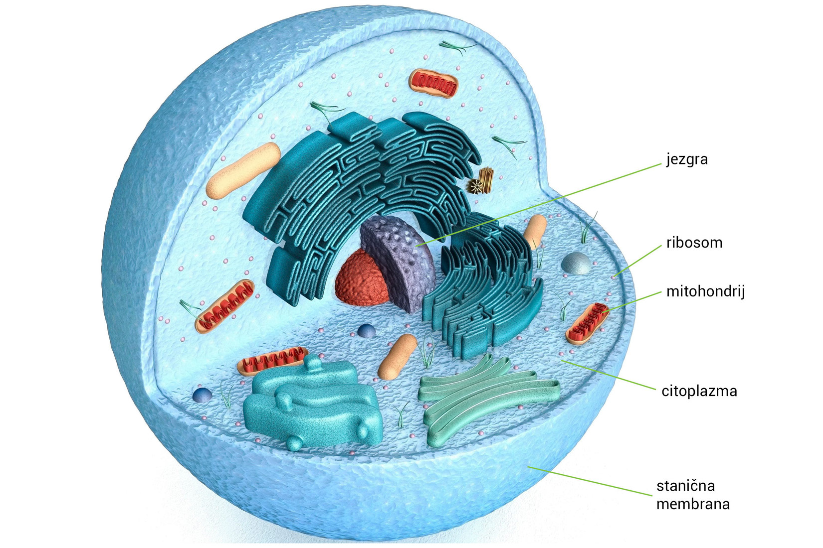 Slika 1. Slika prikazuje životinjsku stanicu sa nekim organelima koji se u njoj nalaze.