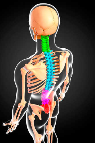 Prikazana je slika kostura, vratna kralježnica je obojana zeleno, nakon nje dio kod rebara je plav, ispod je rozi, a na kraju kod sjednih kostiju je crveno obojena kralježnica.