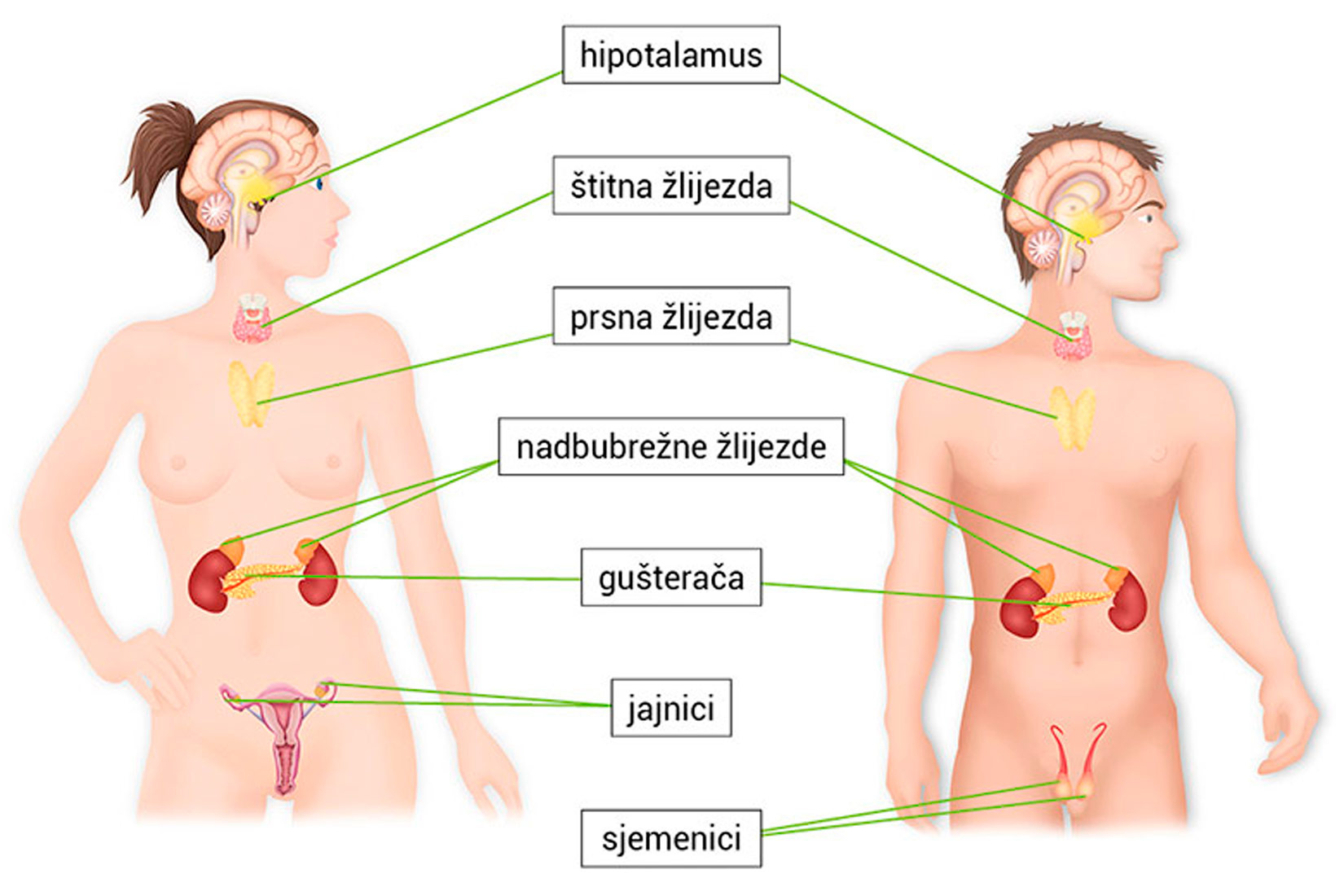 Prikazana je slika muškarca i žene te njihove žlijezde s unutrašnjim lučenjem. Zajedničke su: hipotalamus, štitna žlijezda, prsna žlijezda, nadbubrežne, gušterača, a različite: jajnici kod žena i sjemenici kod muškaraca.