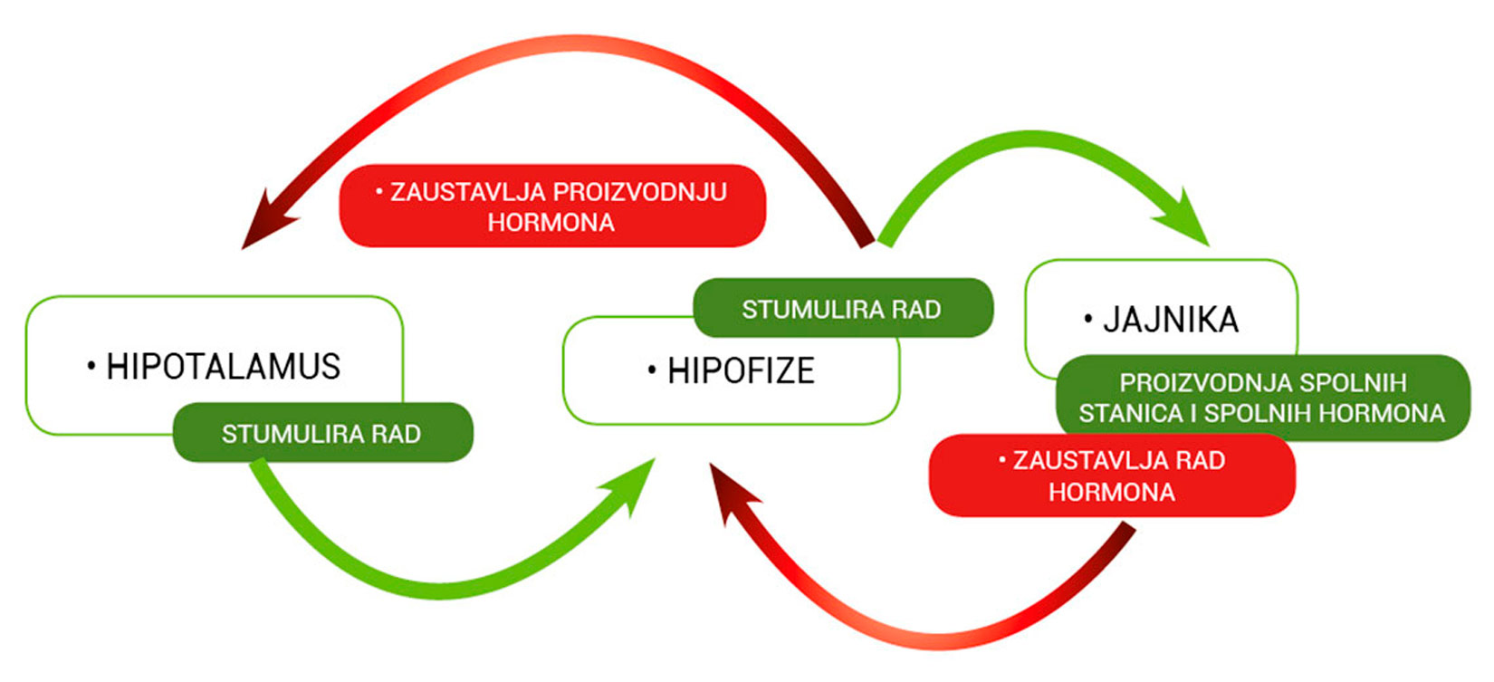 Mehanizam pokazuje kako hipotalamus stimulira rad hipofize koja stimulira rad jajnika koji proizvode spolne stanice i hormone. Nakon toga se zaustavlja proizvodnja hormona koji potiču proizvodnju hormona jajnika.