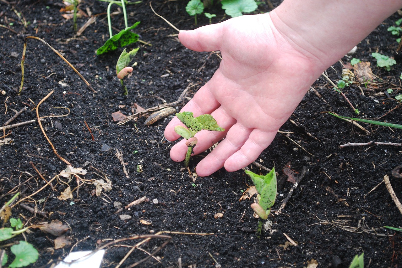 Slika prikazuje dječji dlan koji dodiruje tek iznikle zelene biljke iz zemlje.