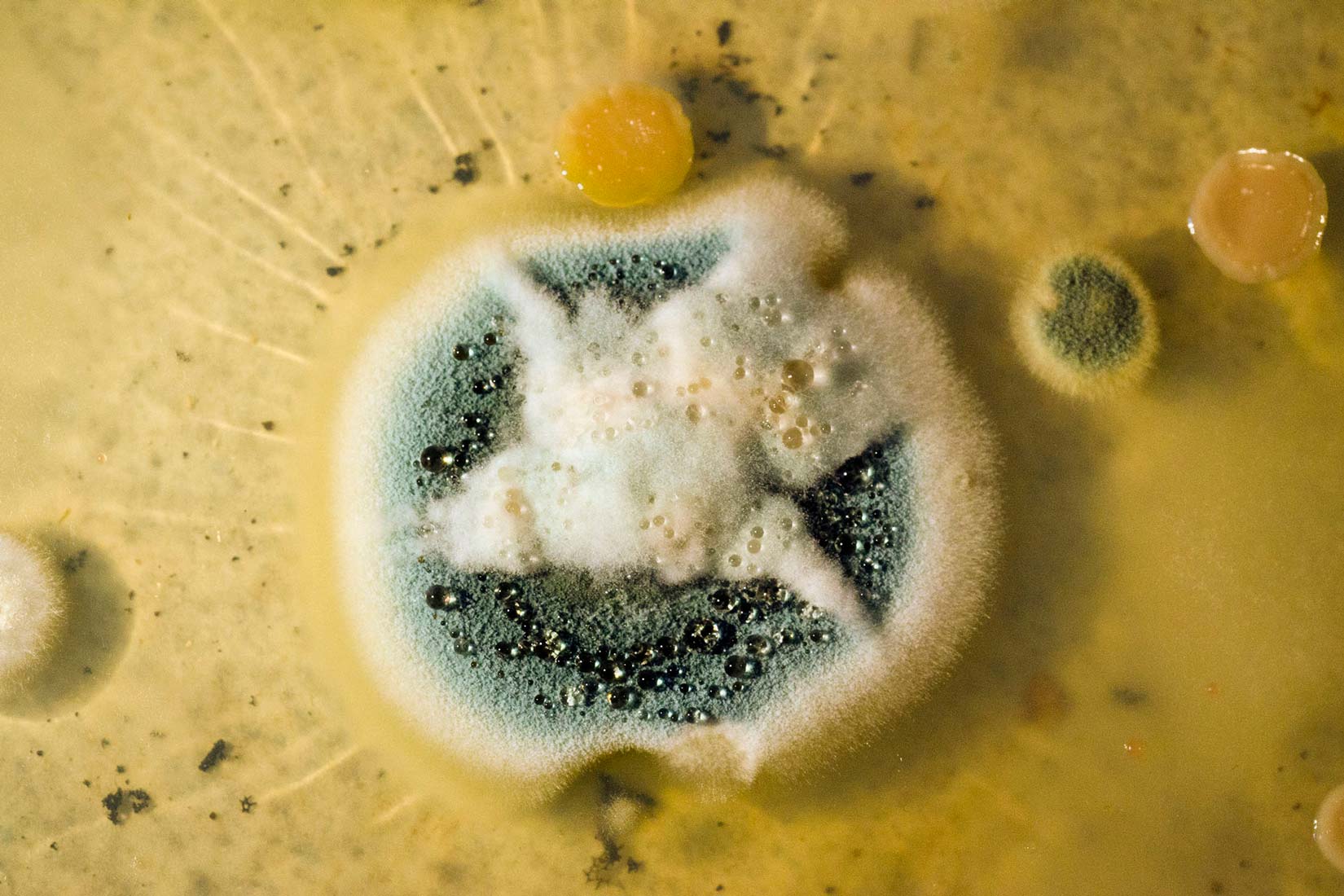 Na slici je prikazan pencilin - tvar koju luči plijesan (gljivica) u borbi protiv bakterija. Na žutoj podlozi je prikazan krug s bijelim rubom . U sredini je bijela , pjenasta tvar na sivocrnoj , točkastoj podlozi.
