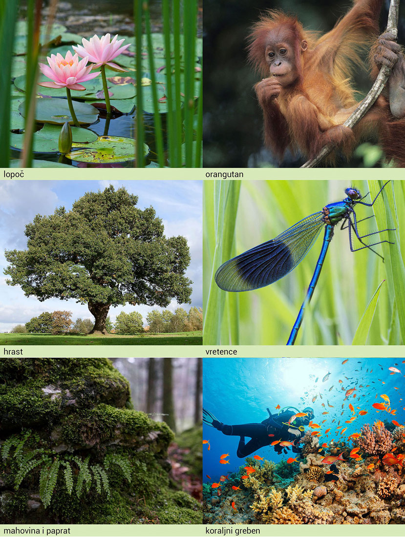 Slika 1. Slika prikazuje raznolikost živih organizama. Slika je sastavljena od šest različitih slika. Prva slika prikazuje ružičasti cvijet lopoča na vodi. Druga slika prikazuje smeđeg majmuna koji se rukom drži za granu. Treća slika prikazuje veliko zeleno stablo na prostranoj livadi.Četvrtsa slika prikazuje plavog kukca sa crno- prozirnim krilima. Peta slika prikazuju veliku zelenu paprat. Šesta slika prikazuje ronioca u plavom moru okruženom narančastim ribama i koraljima.