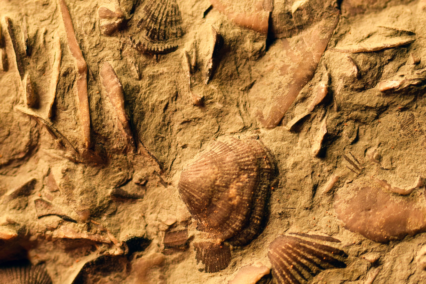 Različite vrste fosila za datiranje