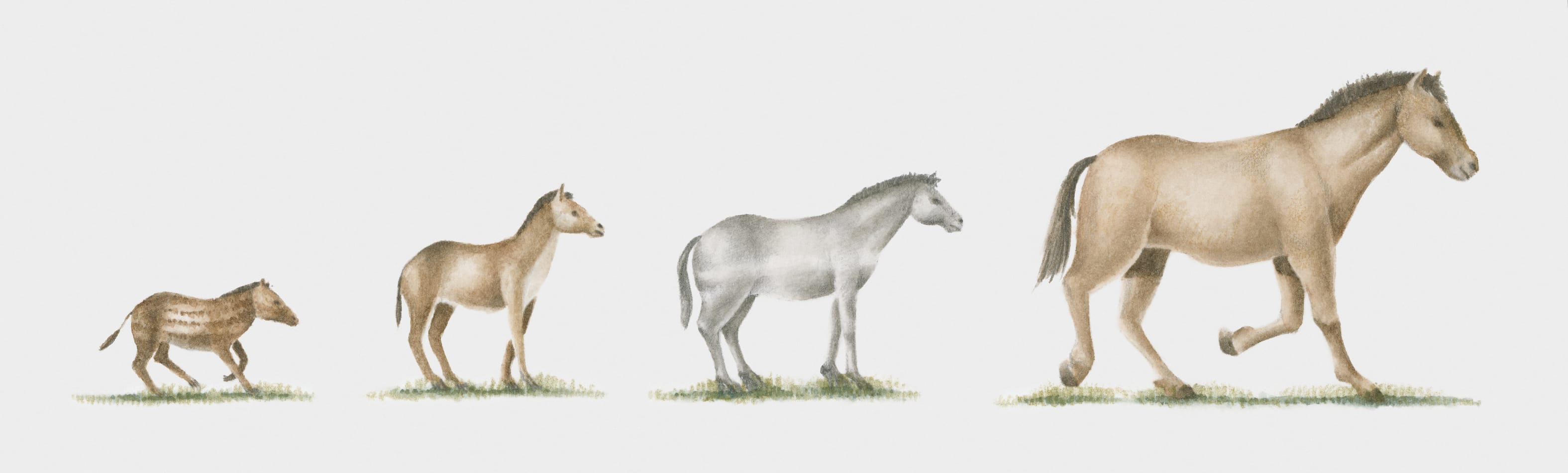 Evolucija konja