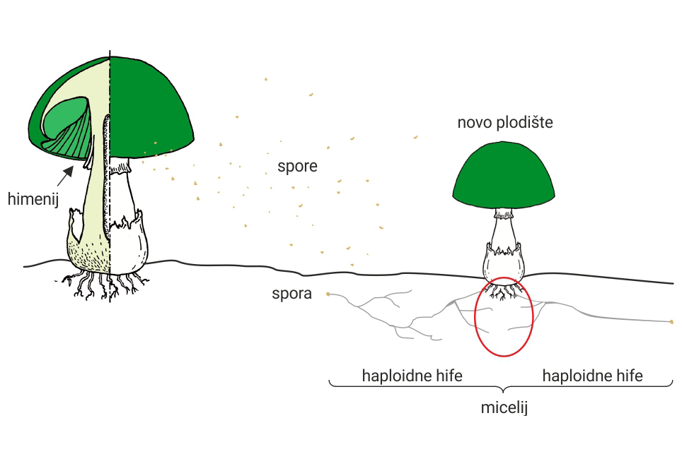 Slika 2. Razmnožavanje gljiva