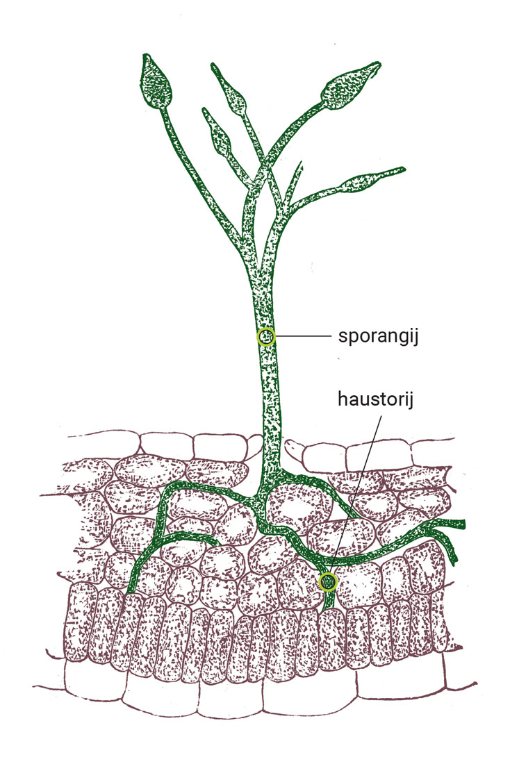 Hife koje su prilagođene crpljenju hranjivih tvari iz domaćina nazivamo haustorij. Micelij peronospore stvara sporangije koji izlaze iz biljnog tkiva i koji su vidljivi golim okom. Čemu peronospori služe spore?