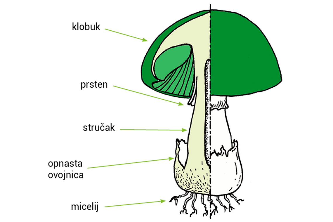 Slika 1. Građa plodišta gljive