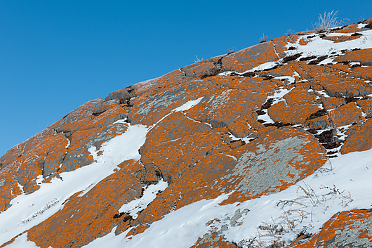 Ove arktičke stijene prekrivene su lišajevima (narančasto i sivo obojeno).