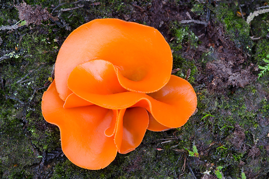 Narančasta zdjeličarka ima tipičan, zdjeličast izgled plodišta mješinarki i jestiva je gljiva.