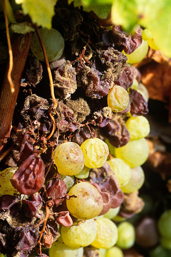 Plodovi vinove loze zbog snažnije zaraze peronosporom smežuraju se i osuše.
