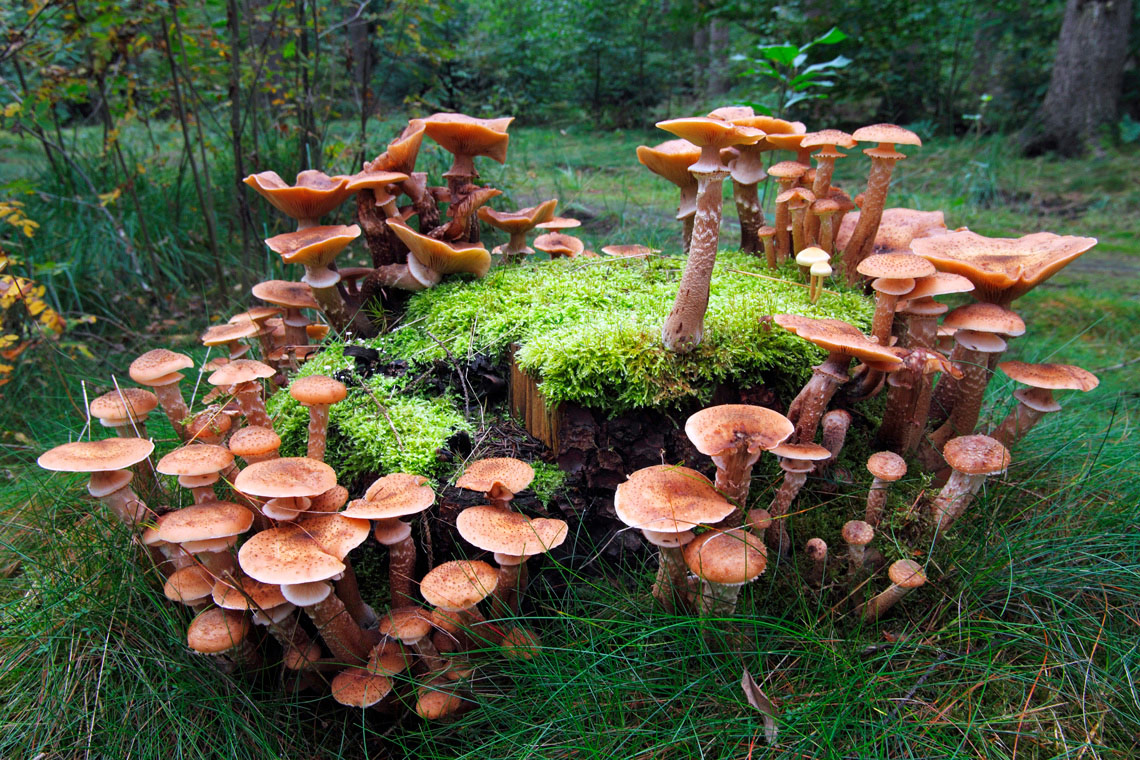 Slika 2. Nametnička gljiva koja hifama uzima hranjive tvari iz okolnih stabala (SAD)