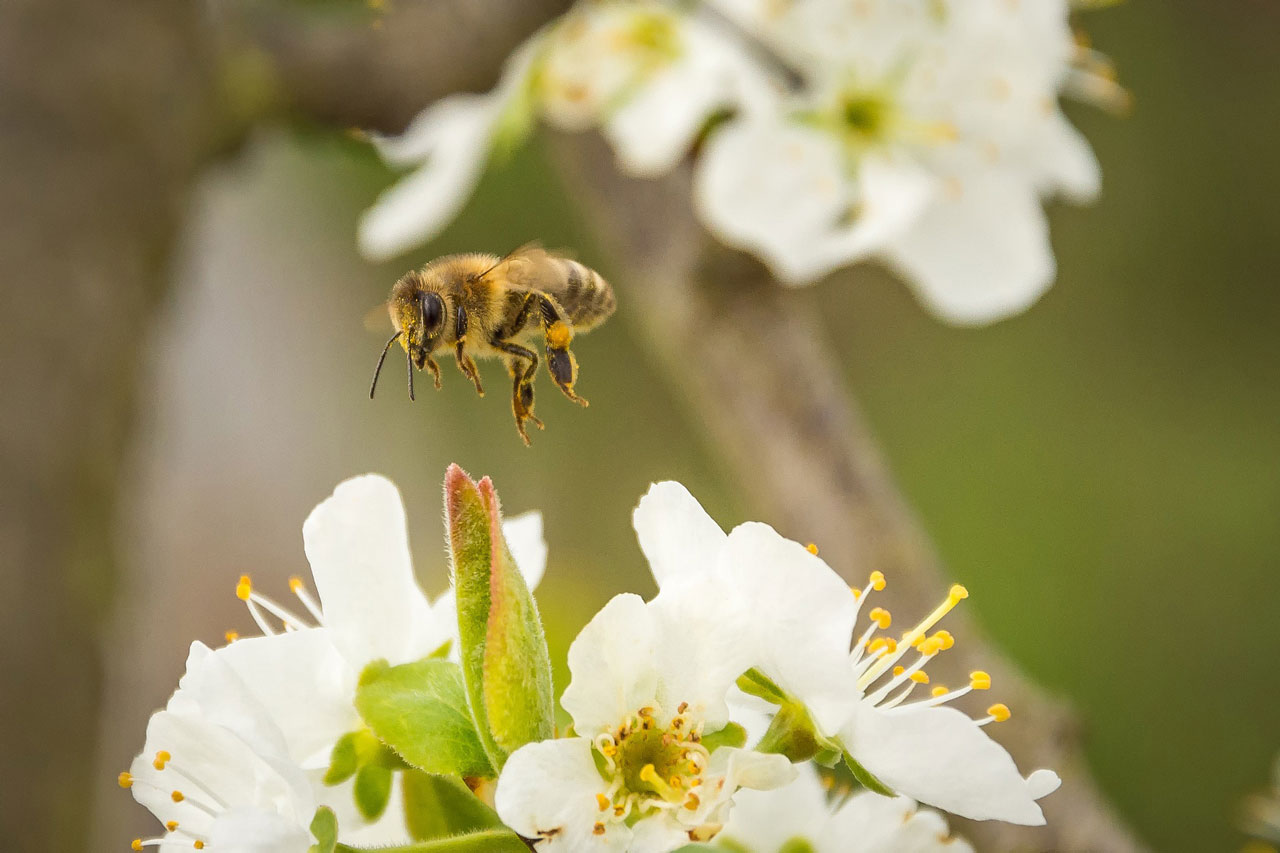 Na fotografiji je pčela na cvijetu