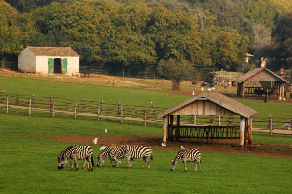 Na fotografiji je prikazan Safari-park.