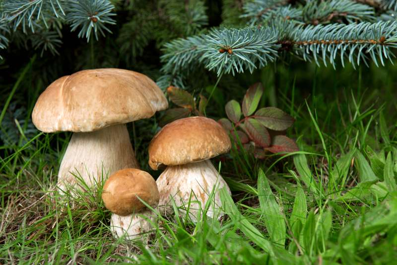 Na fotografiji su prikazane gljive.