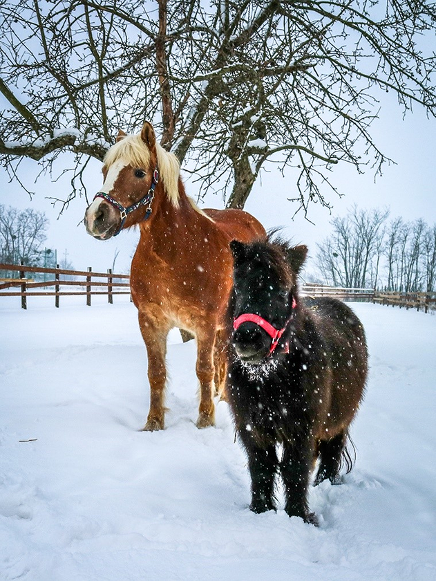 Na slici su prikazana dva poni konja u snijegu.
