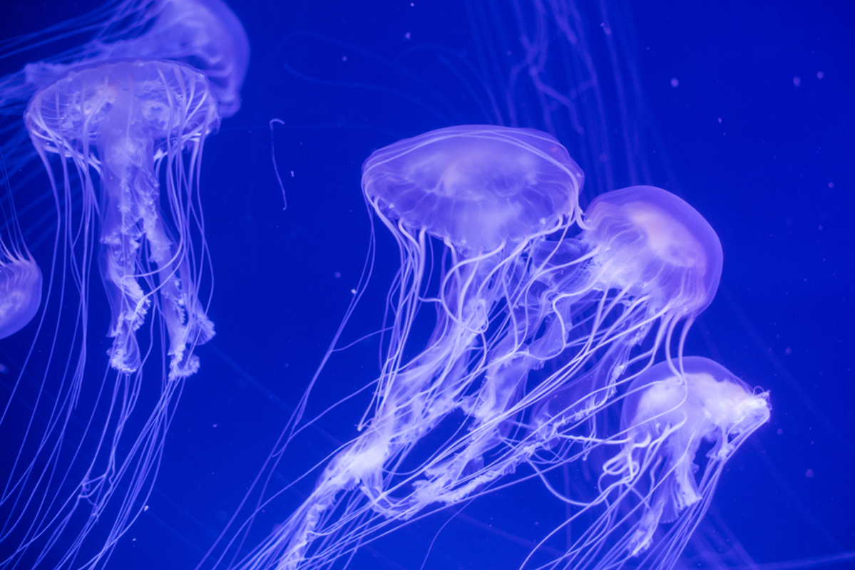 Na fotografiji su prikazane meduze.