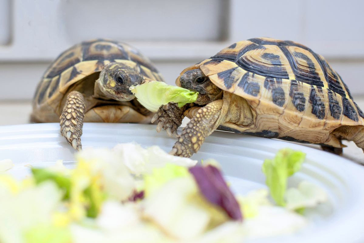Na fotografiji su prikazane dvije kornjače kako jedu list salate.