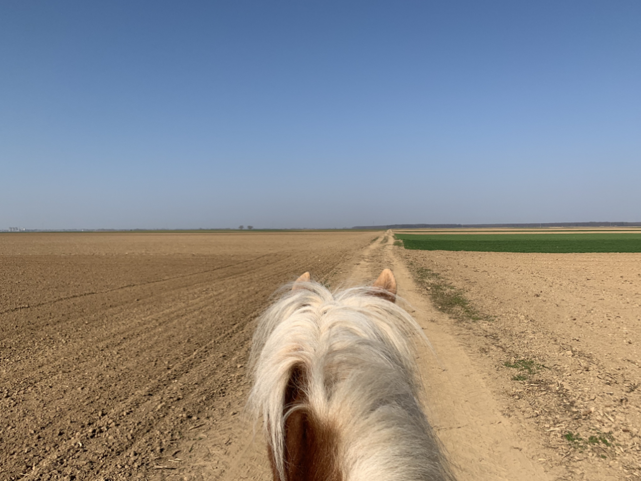 Na fotografiji je prikazana slavonska ravnica u proljeće iz perspektive jahača konja.
