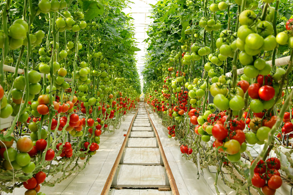 Na slici su prikazani nasadi rajčica.