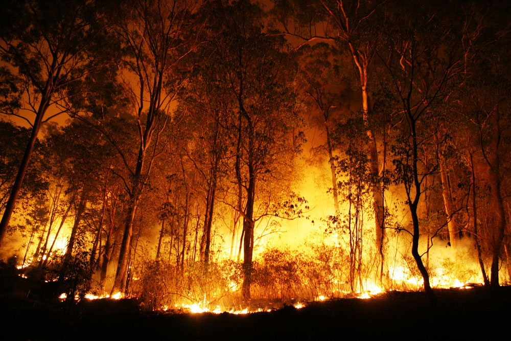 Na fotografiji je prikazana šuma u požaru.