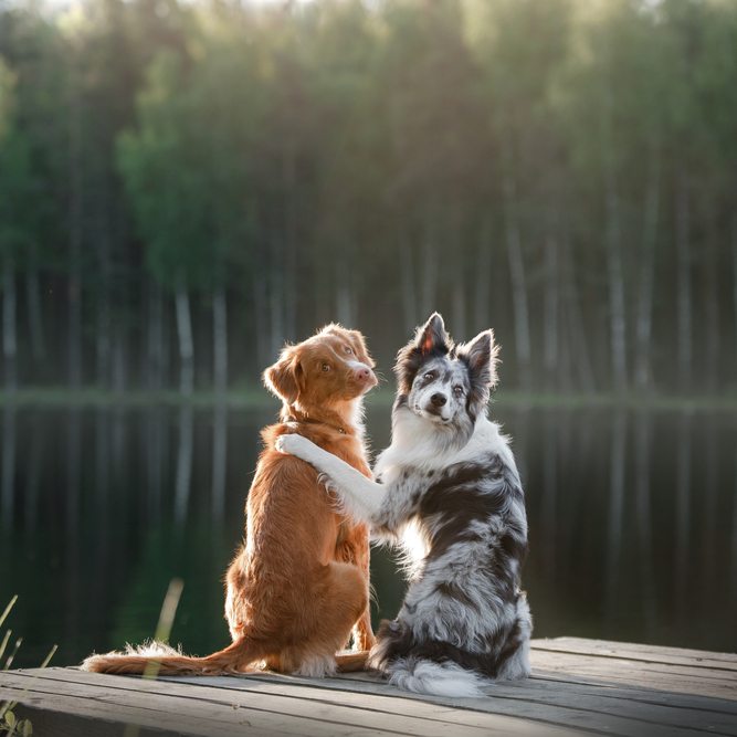 Slika prikazuje prijateljstvo dvaju pasa koji zagrljeni sjede kraj jezera