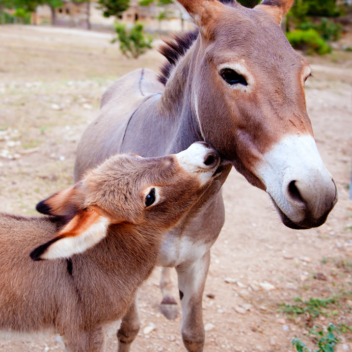 Slika prikazuje majku i mladunče hrvatskog magarca