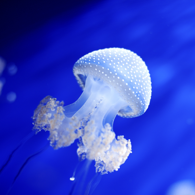 Slika prikazuje meduzu