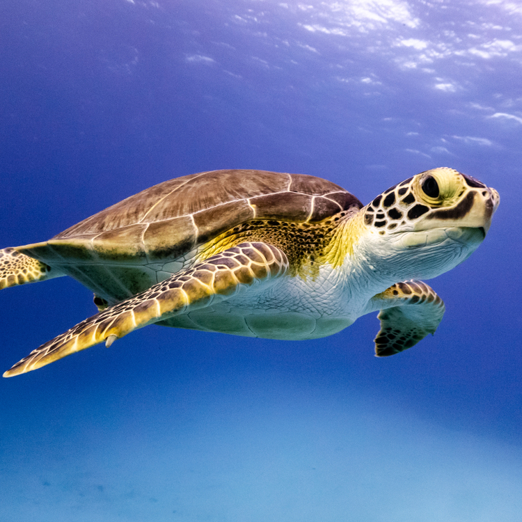 Slika prikazuje morsku kornjaču