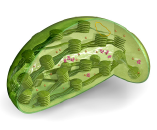 Kloroplast