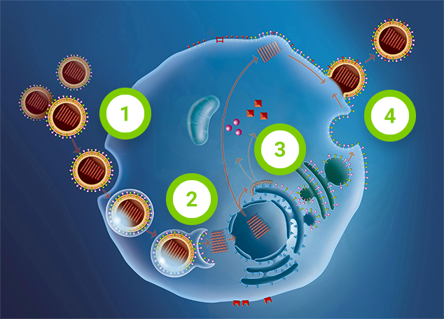 Biologija 1 virusi - Papiloma humano es herpes.