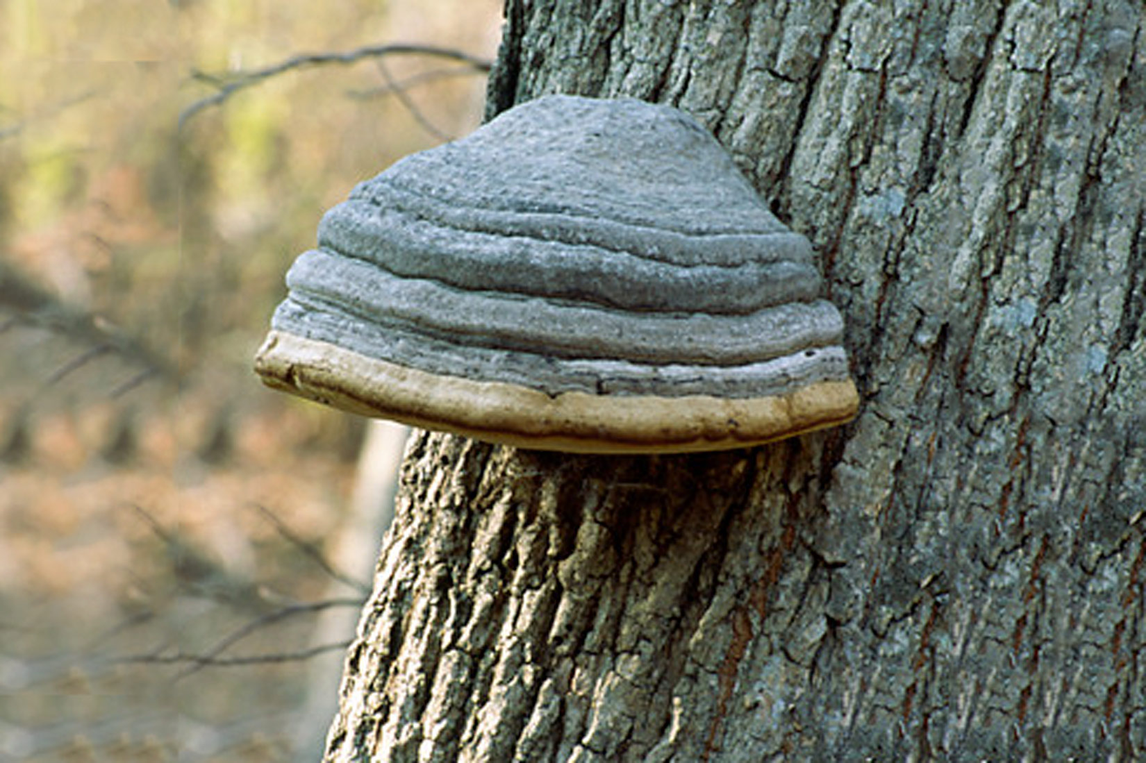 Na stablima je čest nametnik gljiva guba.
