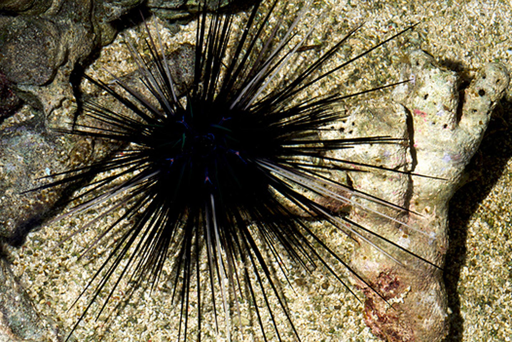 Slika pokazuje morskog ježinca na stjenovitom morskom dnu. Ježinac je okrulog oblika i potpuno je prekriven crnim bodljama koje ga štite od grabežljivaca.