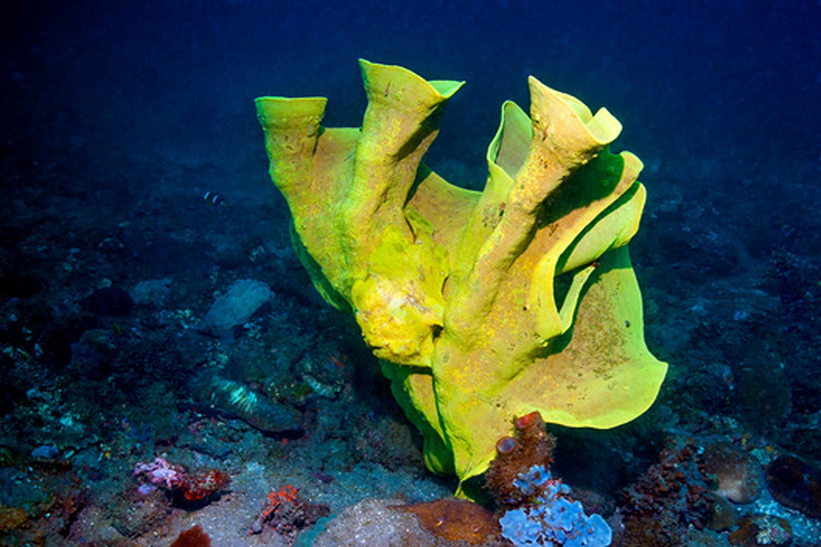 Slika prikazuje organizam spužvaste teksture koji je pričvršćen za dno morskog dna. Žute je boje.