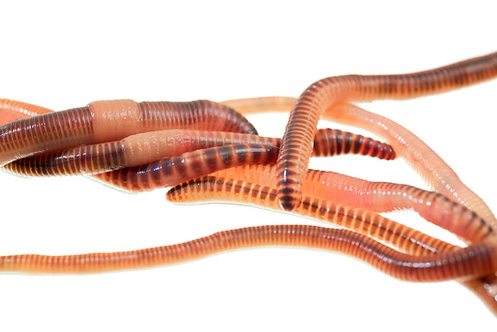 Slika prikazuje skupinu gujavica (tzv. kišnih glista). Imaju izduženo, zmijoliko tijelo raščlanjeno na brojne kolutiće.