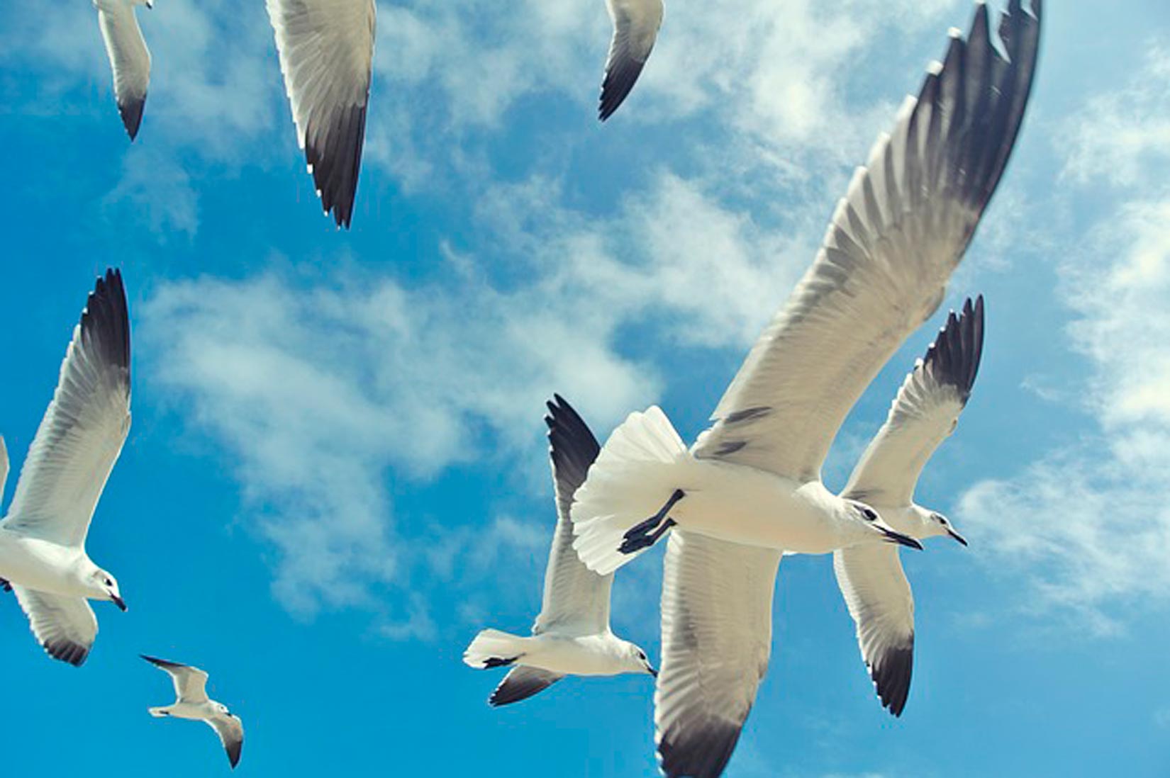 Slika prikazuje brojno jato ptica koje sinkronizirano lete u istom pravcu.Ptice su bijele boje s crno obojenim dijelovima krila. Iznad njih se vidi plavo nebo.