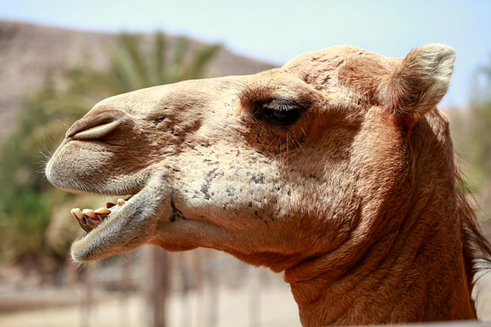 Slika prikazuje glavu deve koja toplim pogledom gleda sa strane. Prekrivena je dlakom smeđe boje.