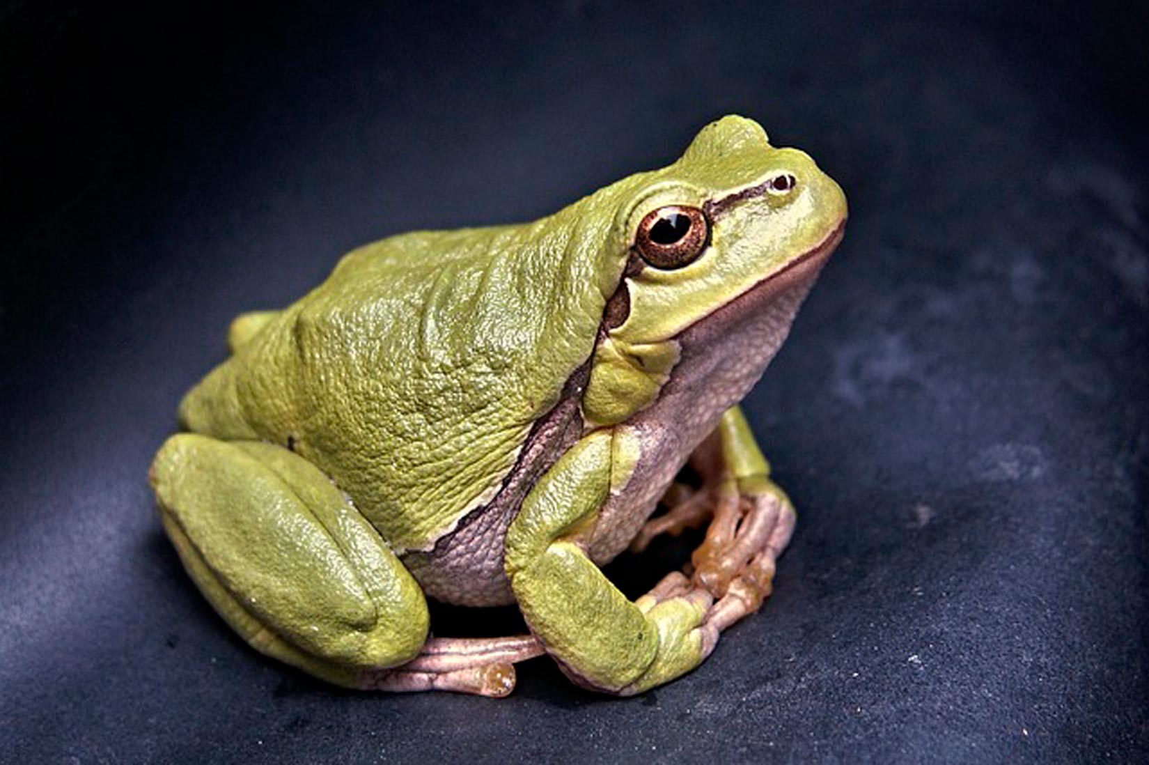 Slika prikazuje zelenkastu žabu koja sjedi . Koža joj je grube teksture, doima se vlažno te ima velike izbuljene oči smeđe boje.