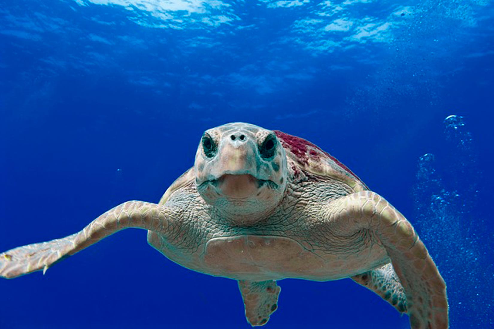 Slika prikazuje morsku kornjaču koja pliva u moru prema promatraču. Koža joj je gruba i ljuskasta.